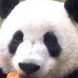 avosviesturs avatar