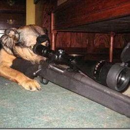 Dog_sniper1
