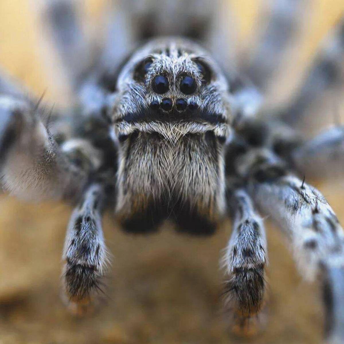 TaranTULArs