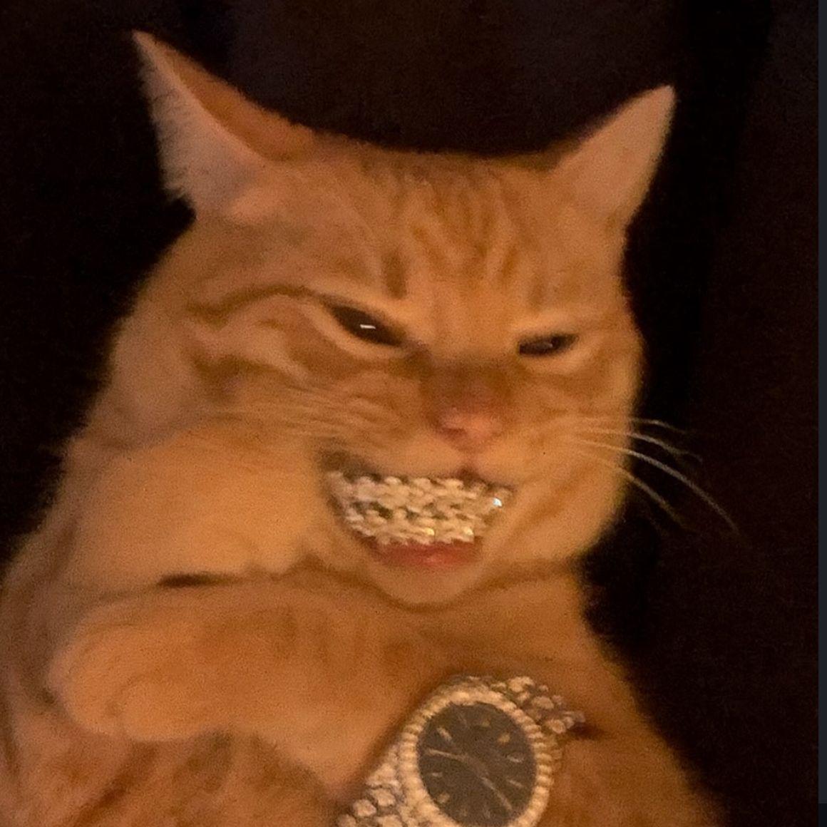 spooky_cat avatar