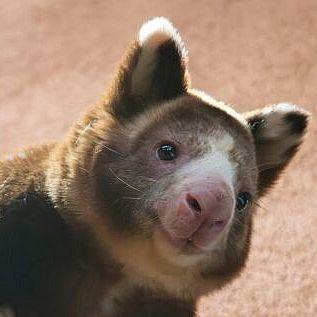 Boxedkanga avatar