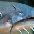 catfish420 avatar