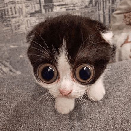 _meow69_