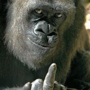 atte9t1ve