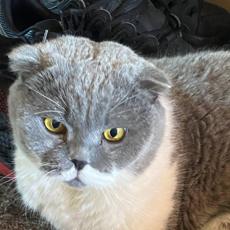 BuBoH avatar