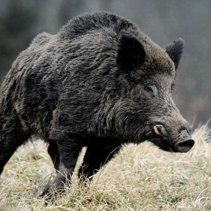 rodiohaka