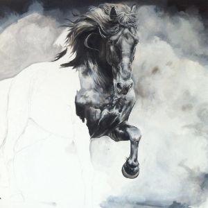 StallioN_ avatar