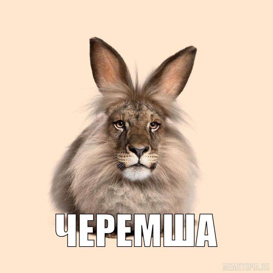 -cheremsha- avatar