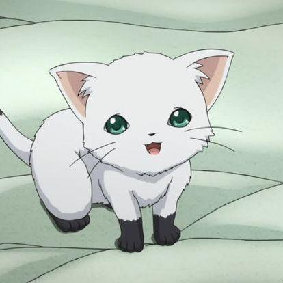 kitten9121