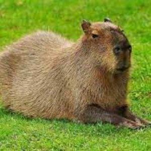 Player Capybaryc avatar