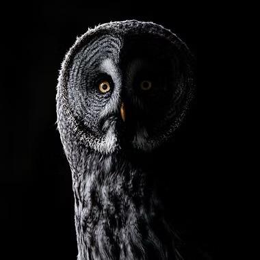 Owlll