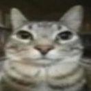 Pxnguinx avatar