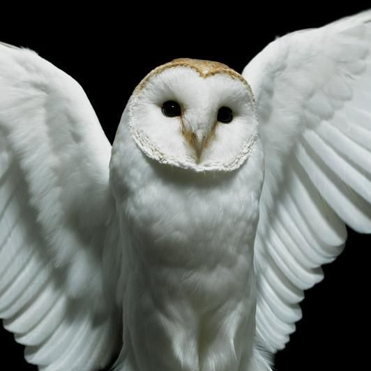 saltysherdil