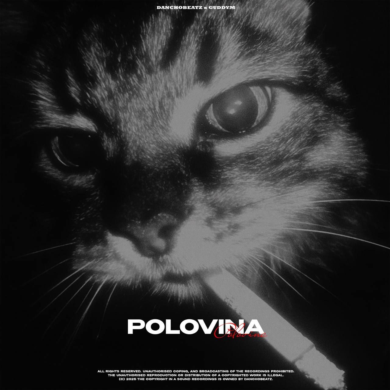 qtfolly avatar