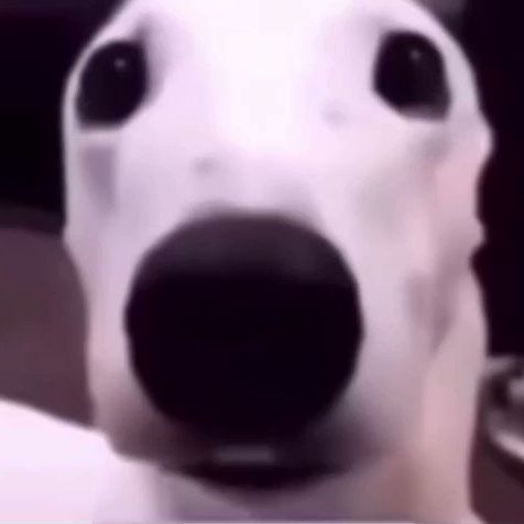 dogg_-