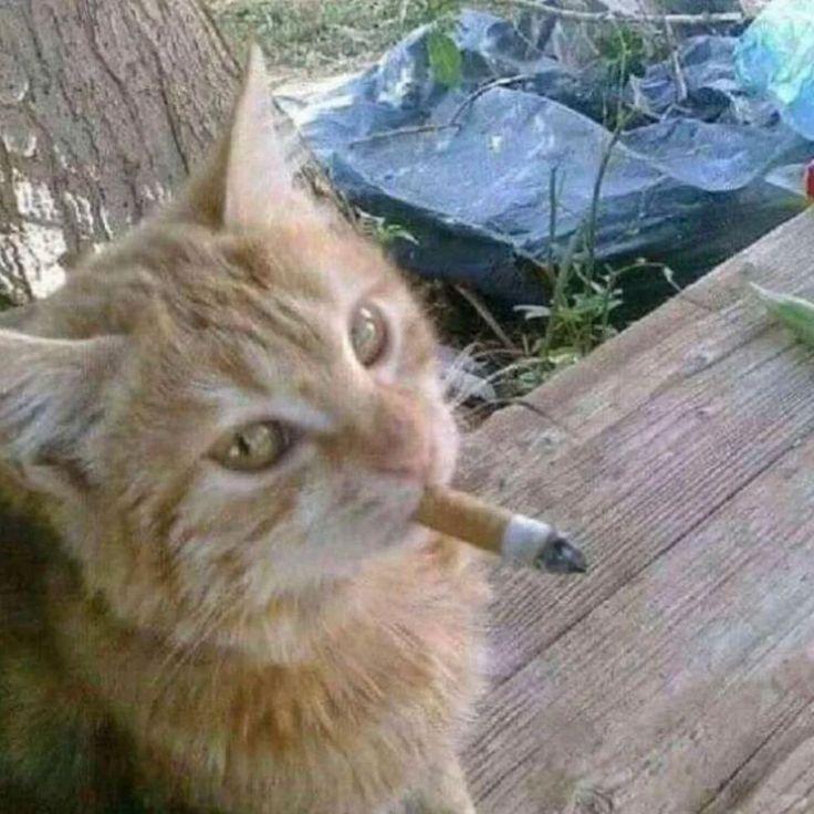 moonl1ght666 avatar