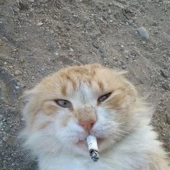 koznzyy77 avatar