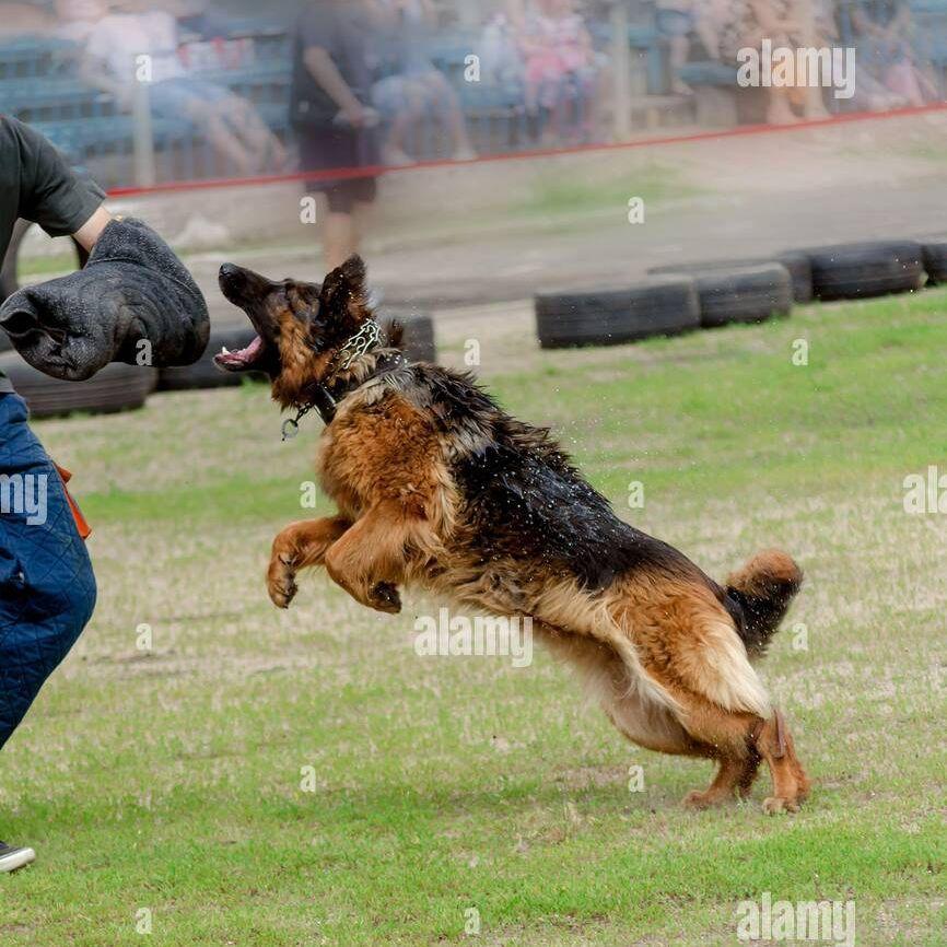 K9-1 avatar