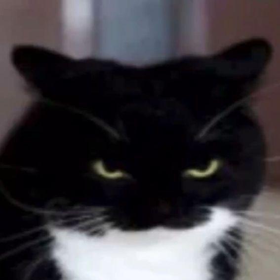 cat enjoyers