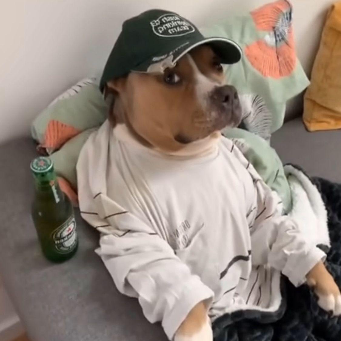 heineken_dog