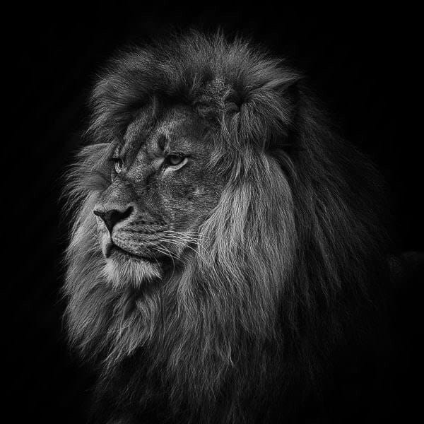 team_lion0901