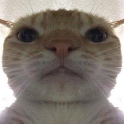 f0cusm0nster avatar