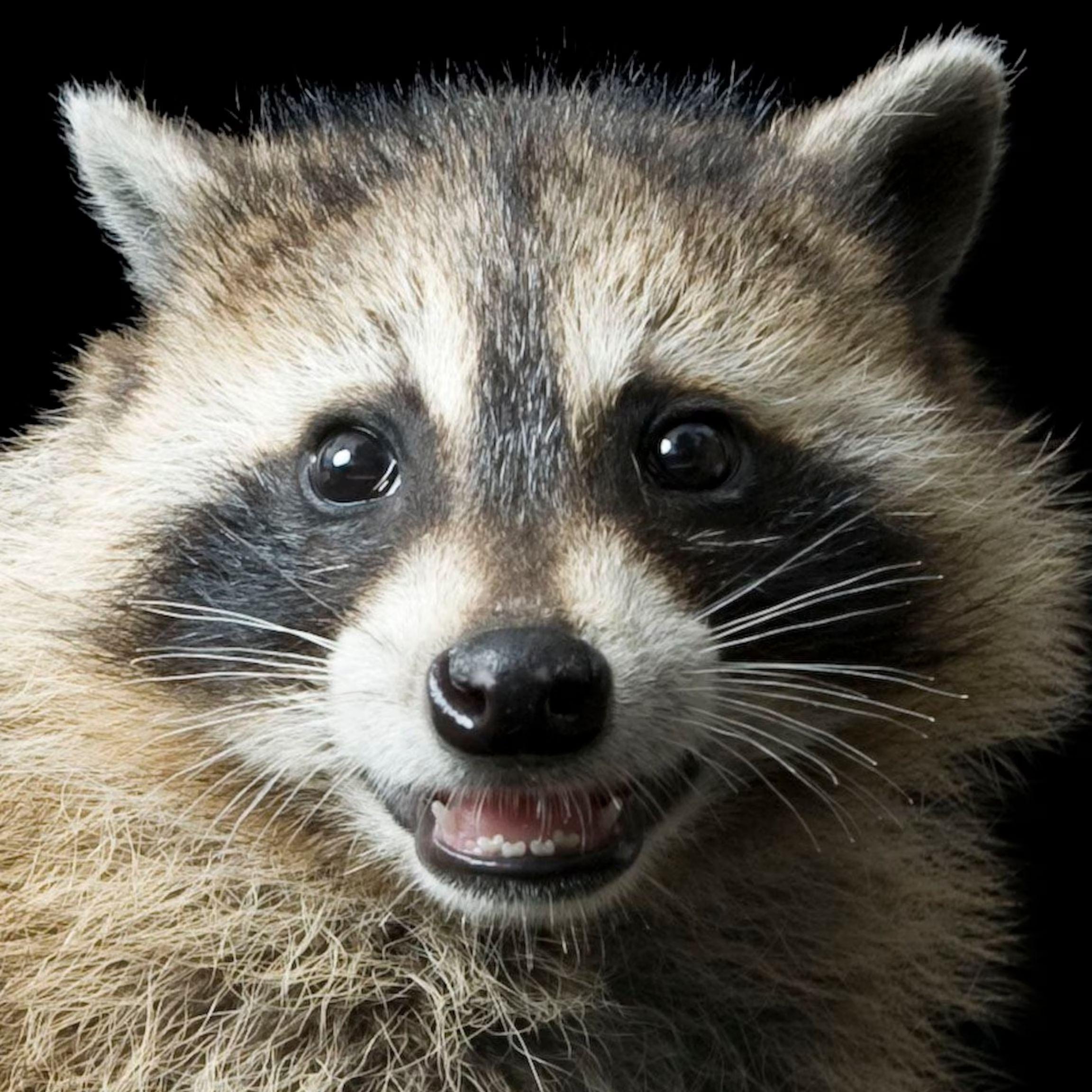 RaccoonShoot avatar