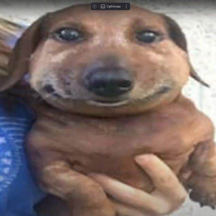 alishok avatar