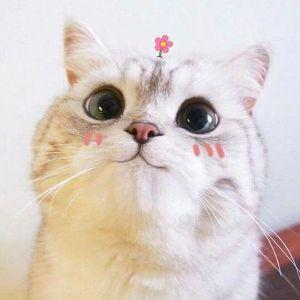 mallbruss avatar