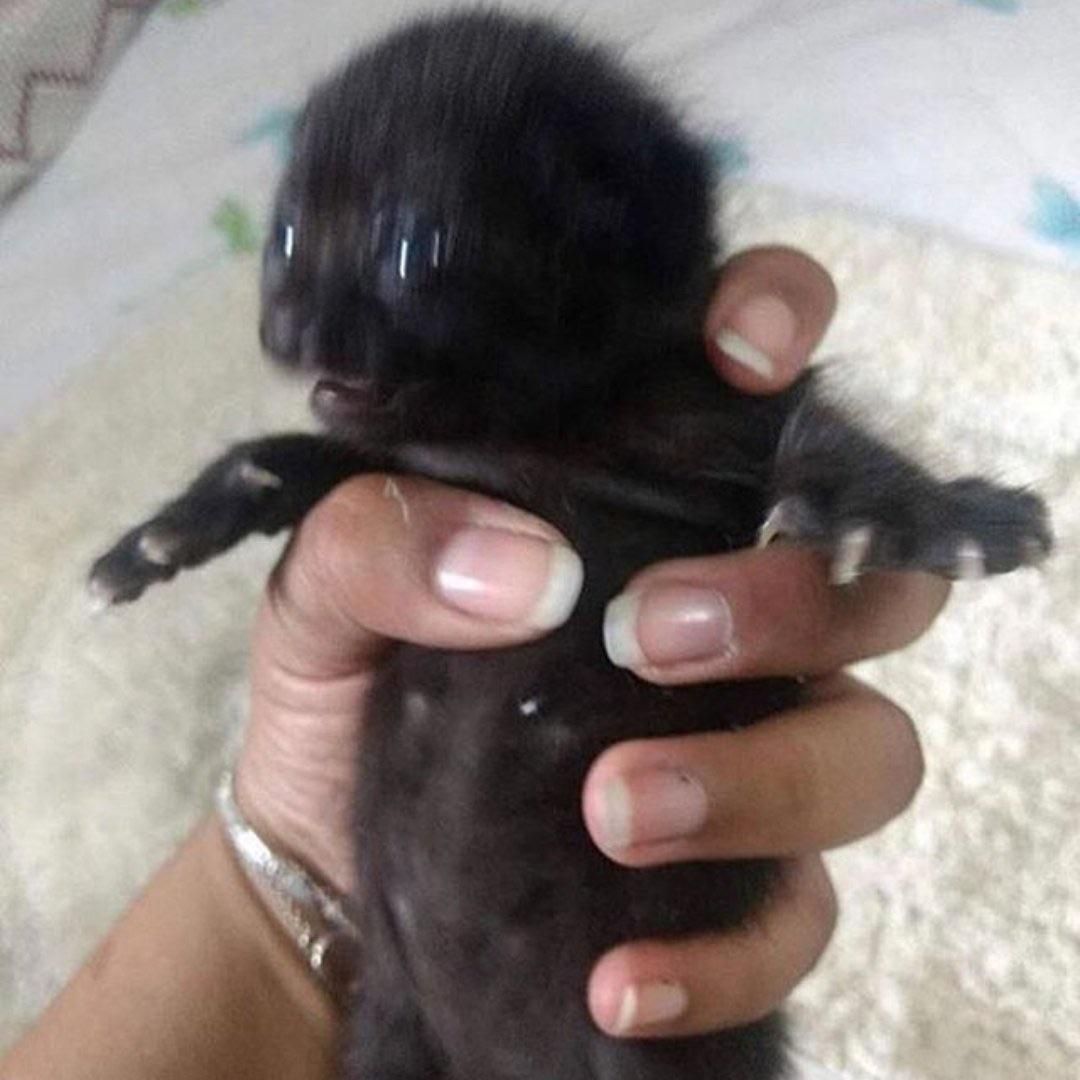 pienikisu