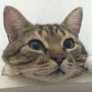 QUATROQ