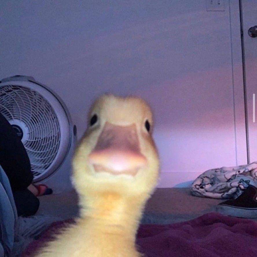 nipt0n avatar