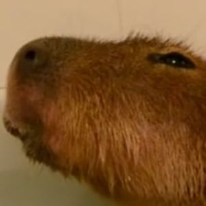 Faceit Avatar