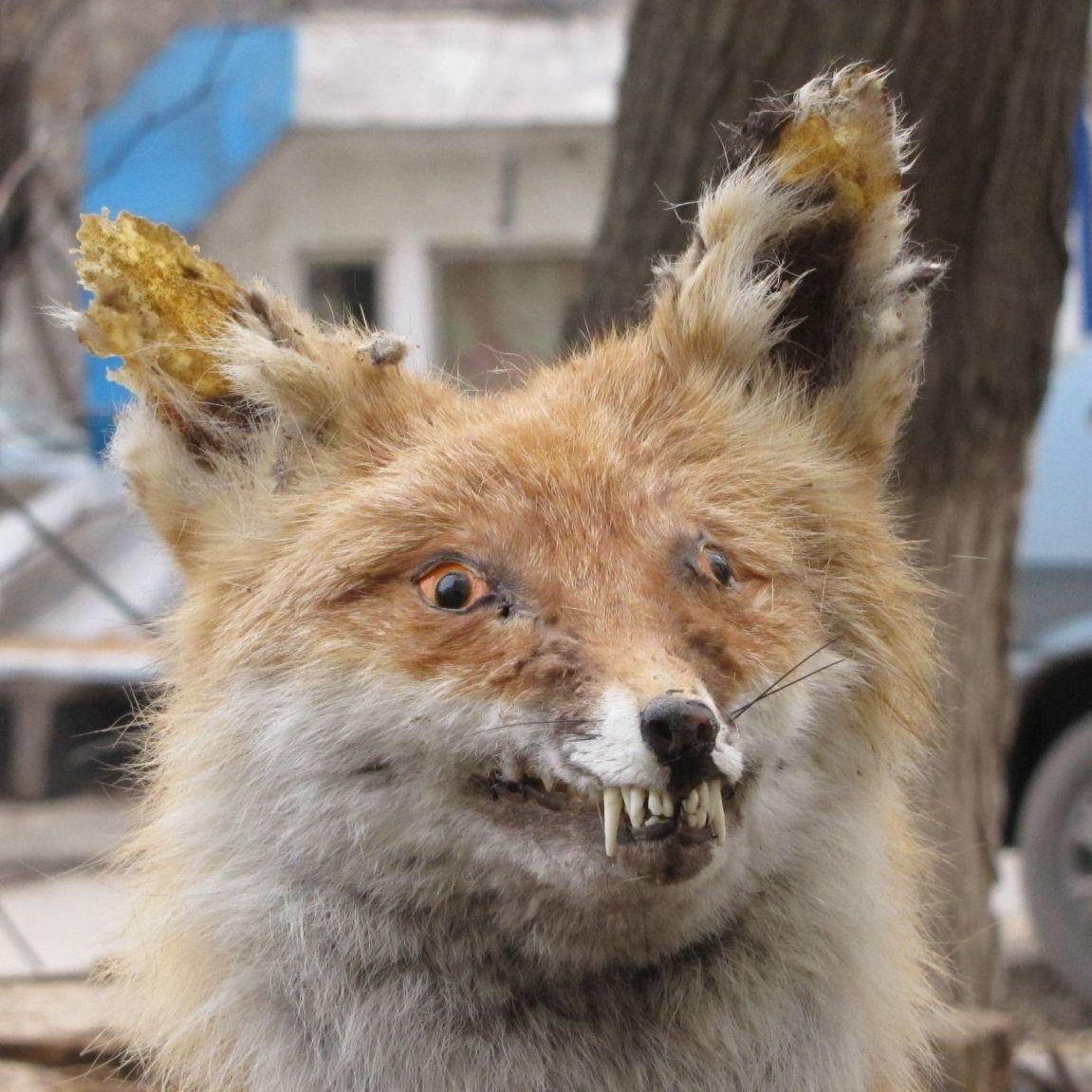 ON_FOXE avatar