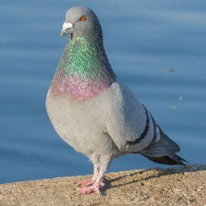 Hot_Pigeon avatar