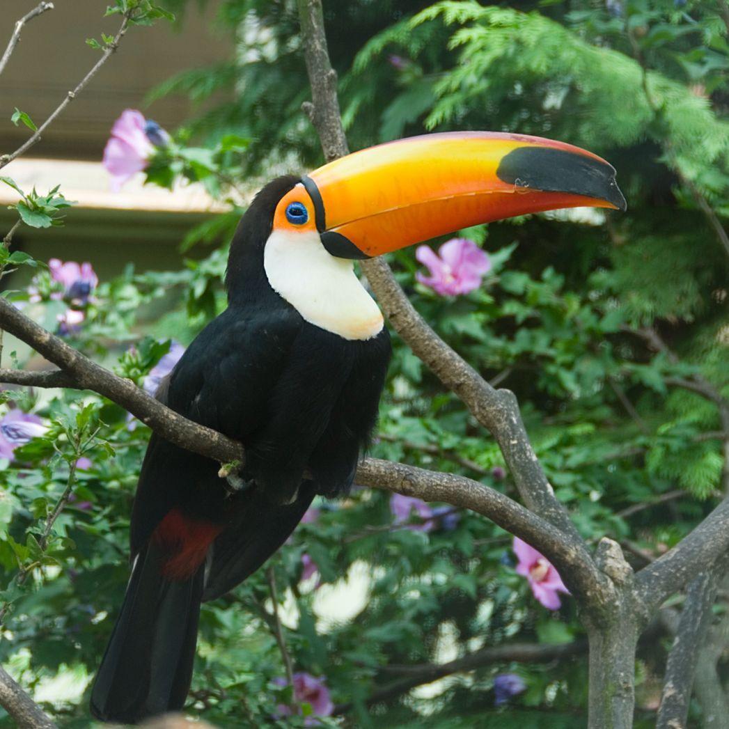 Toucanos avatar