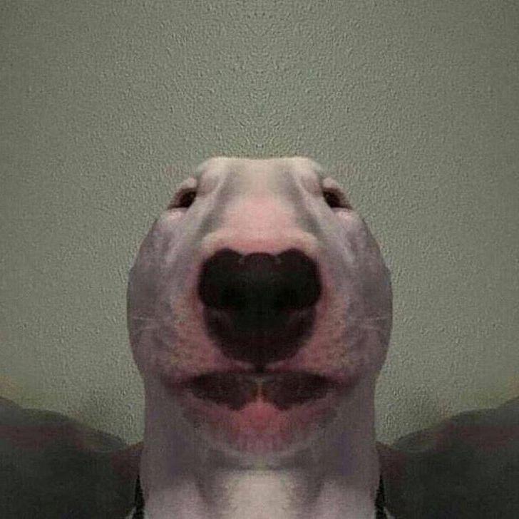 Bull1Terrier avatar