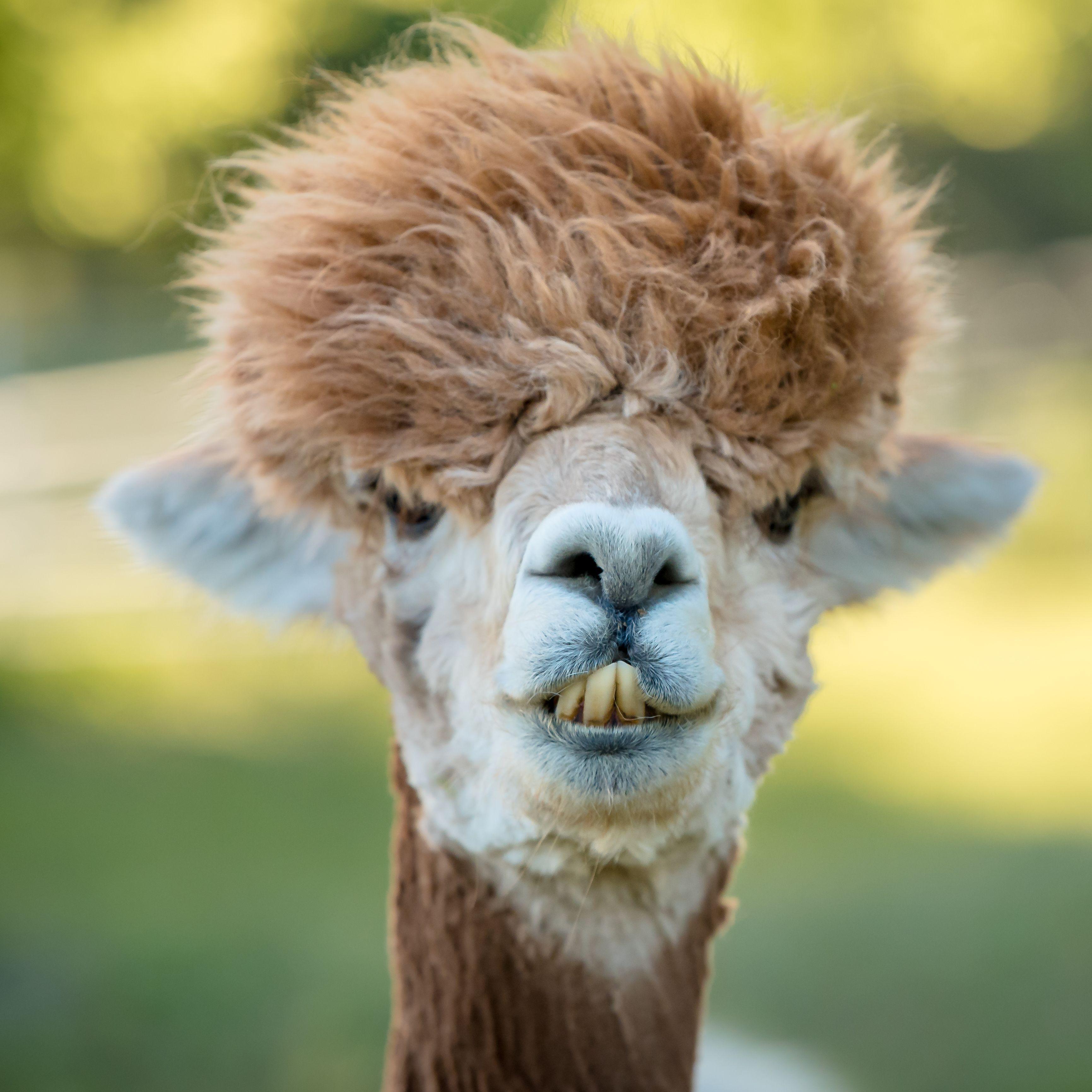 lama0790