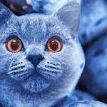 BluberryCat avatar