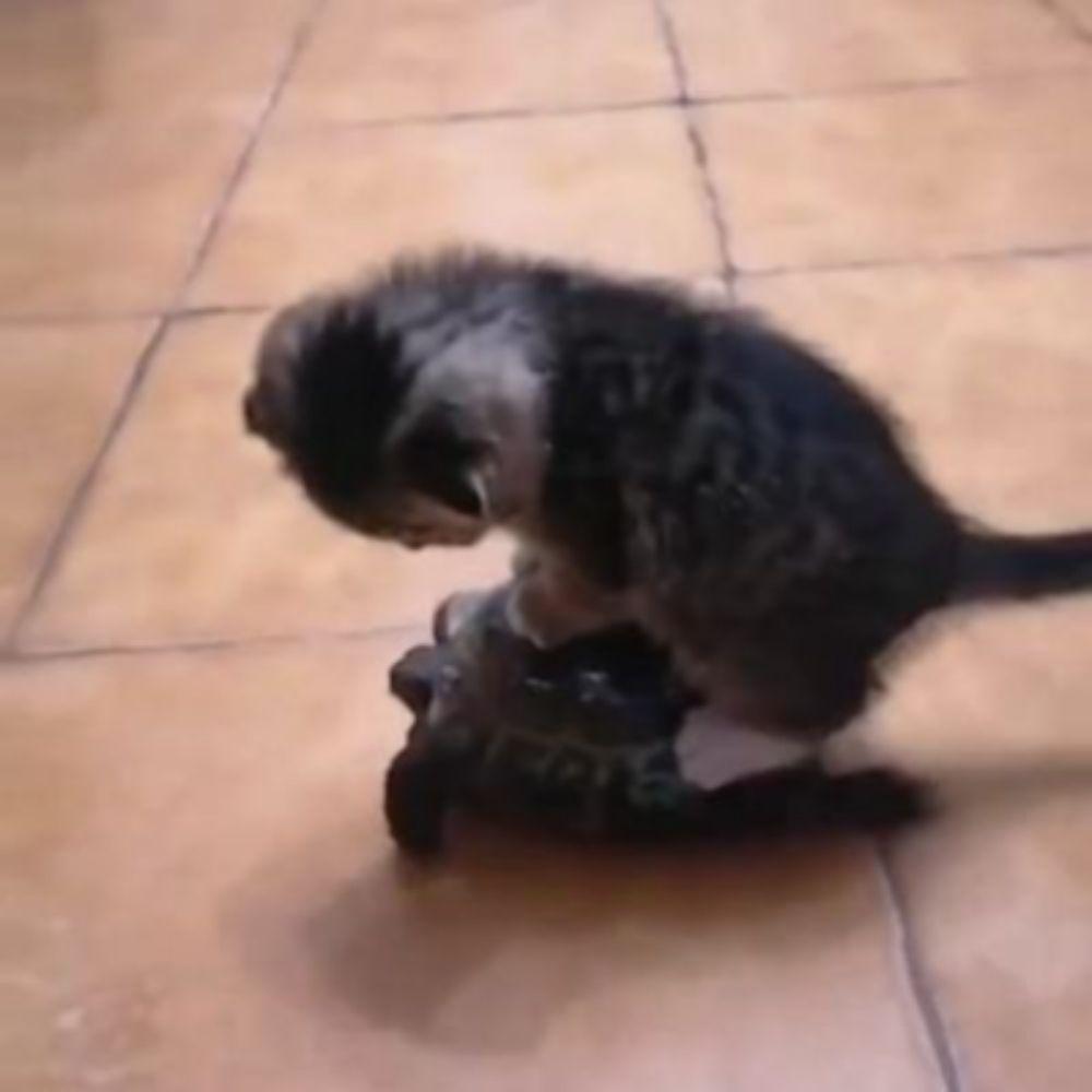 CatOnTurtle avatar