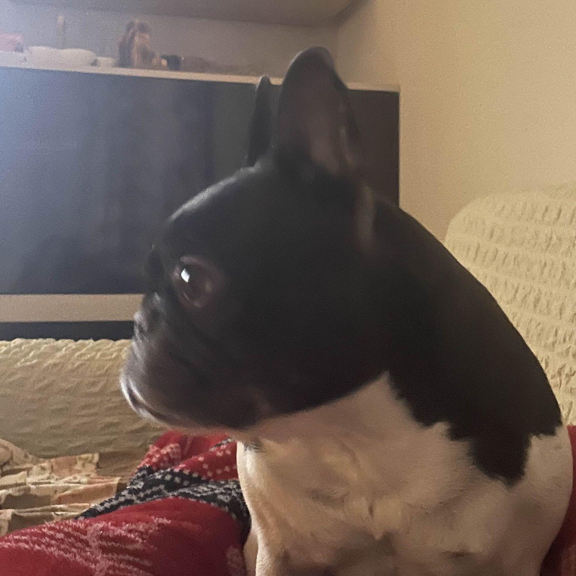 Nipotul1 avatar