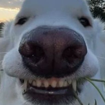 Buli_7