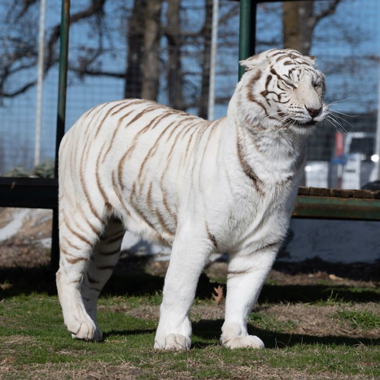 tttigerr