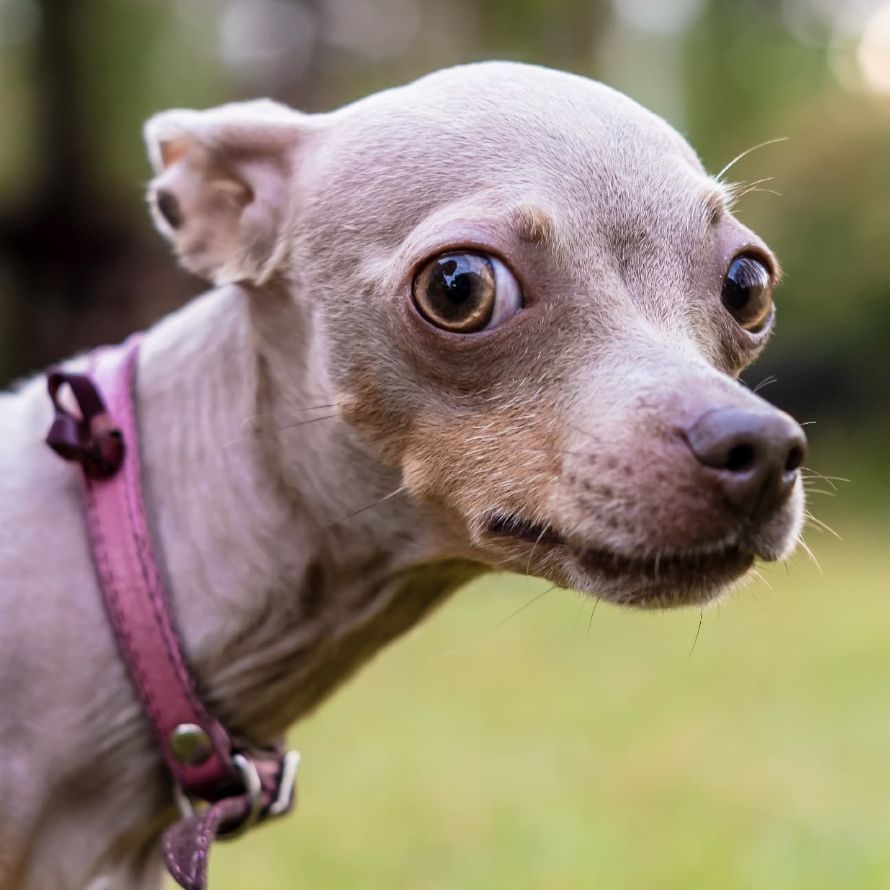 Dog2020