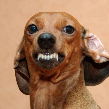 TheDawgVang avatar