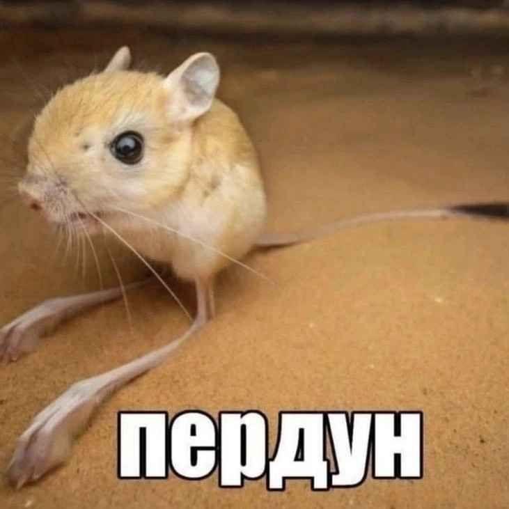 shv3ps666