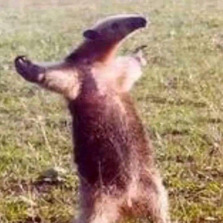Piekarzyna avatar