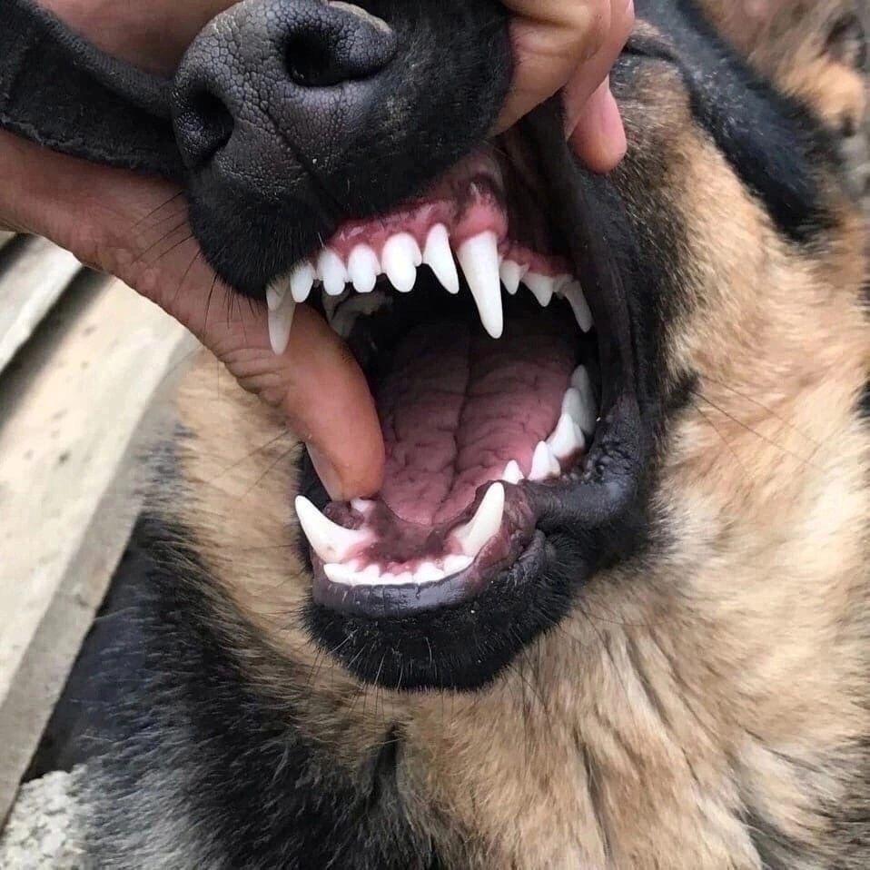 generalgkas