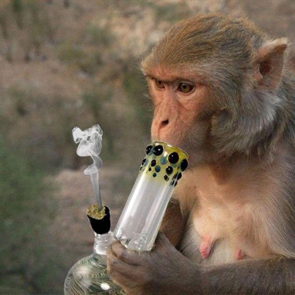 el1bonesy