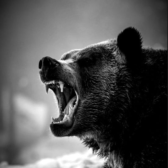 team__grizzlY_